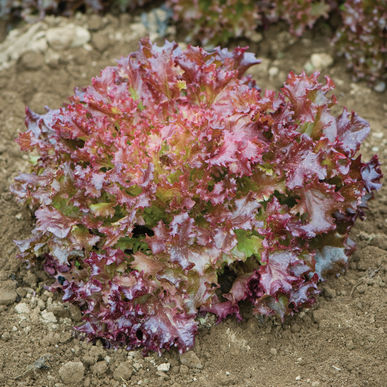 Red Incised Lettuce
